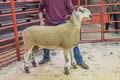 Reserve Champion Bluefaced Leicester_1
